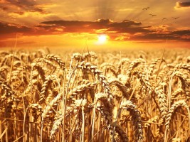 Gluten w lekach