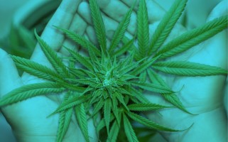 Czy marihuana w aptece będzie tańsza? Niższy hurtowy VAT.