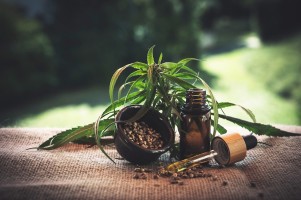 Czym różni się CBD od THC? - marihuana medyczna, olejki CBD i olej z konopi